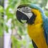 Blue and Gold Macaw Parrot