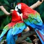 Green-winged Macaw Parrots