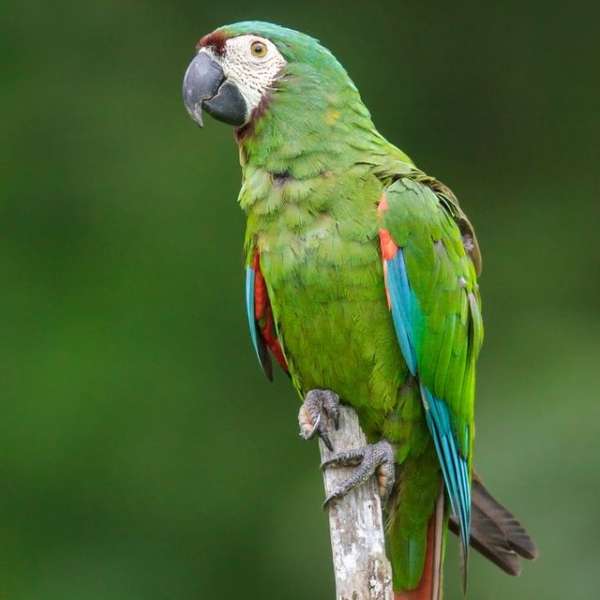Buy Severe macaw Parrots