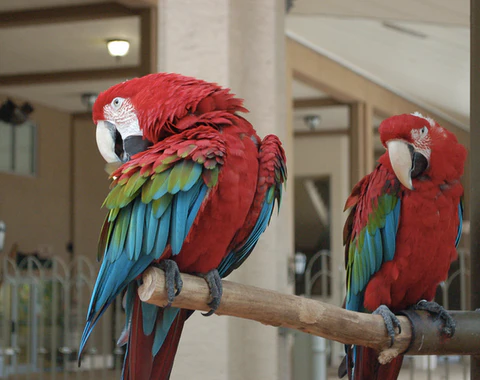 Buy Green-winged Macaw Parrots