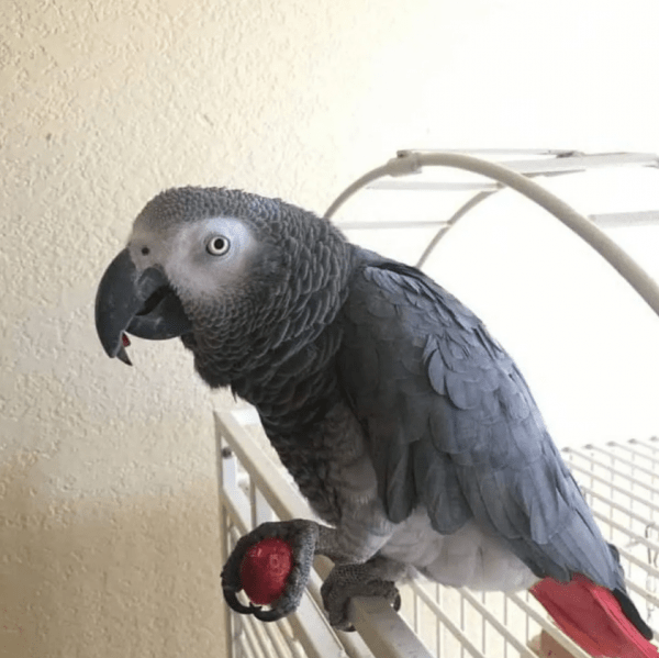 Buy-African-Grey-Parrot