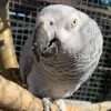 African Grey Parrot