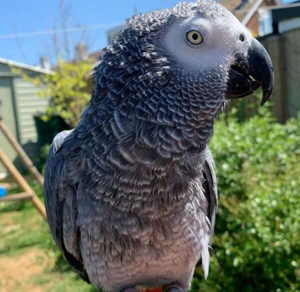African-Grey-Parrot-(Ryker)