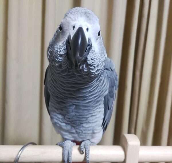 African-Grey-Parrot-1