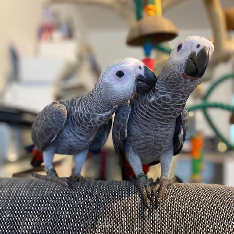 African Gray Parrot for sale online