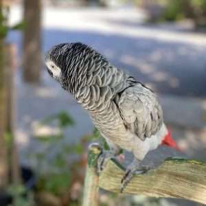 African_grey_parrots_online