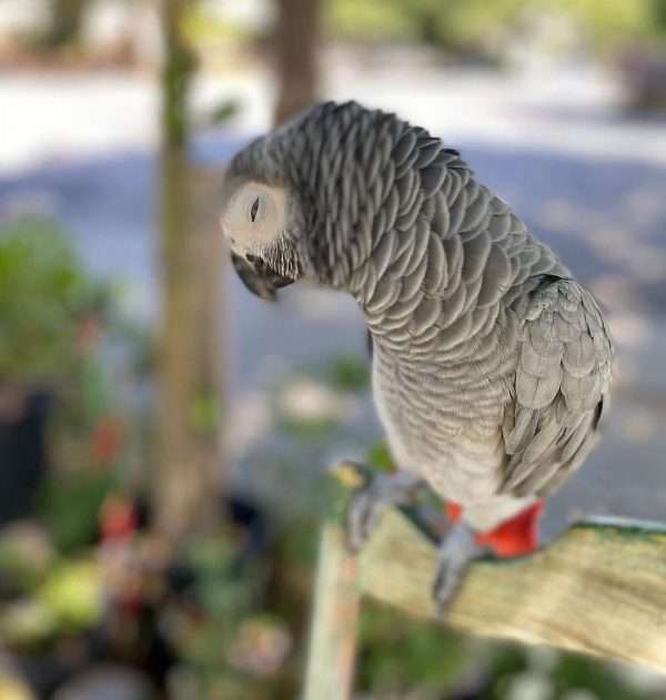 Buy African Grey Parrot (Willow)