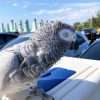 African Grey Parrots (Barney)