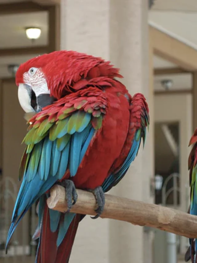 Blue Macaw: 8 Fascinating Facts