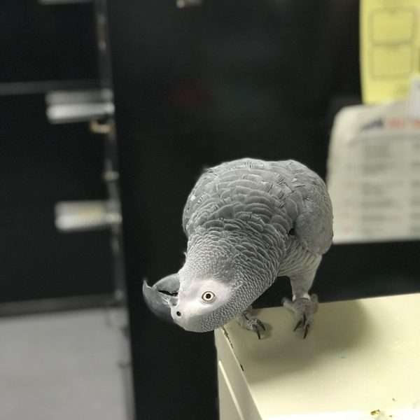 Buy African Grey Parrot