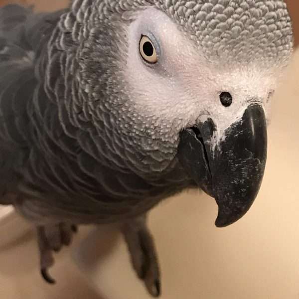 Buy African Grey Parrot