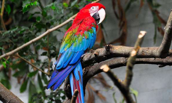 Buy Green-winged Macaw