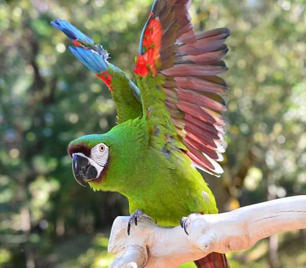 Severe macaw Parrot