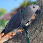 African_Grey_Parrot_for_sale