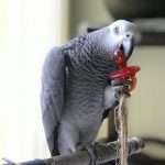 African Grey Parrots (Bentley)