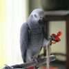 Buy African Grey Parrots (Bentley)