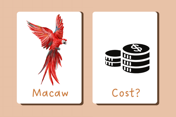 Blue-Macaw-Cost