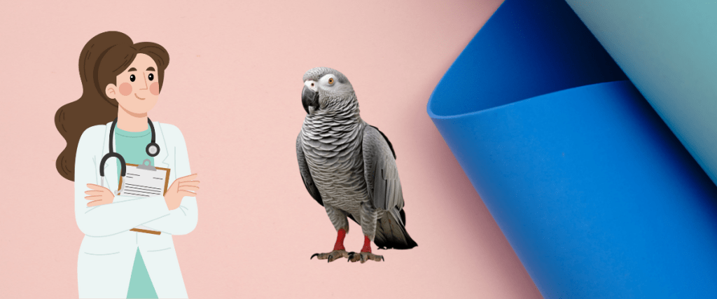 Health Check African Grey Parrot