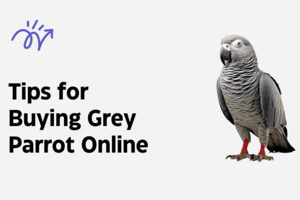 Buying-Grey-Parrot-Online