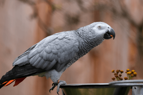 African-Grey-Parrot-Care