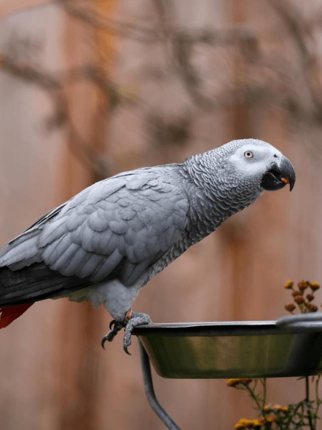 Tips for Buying an African Grey Parrot Online