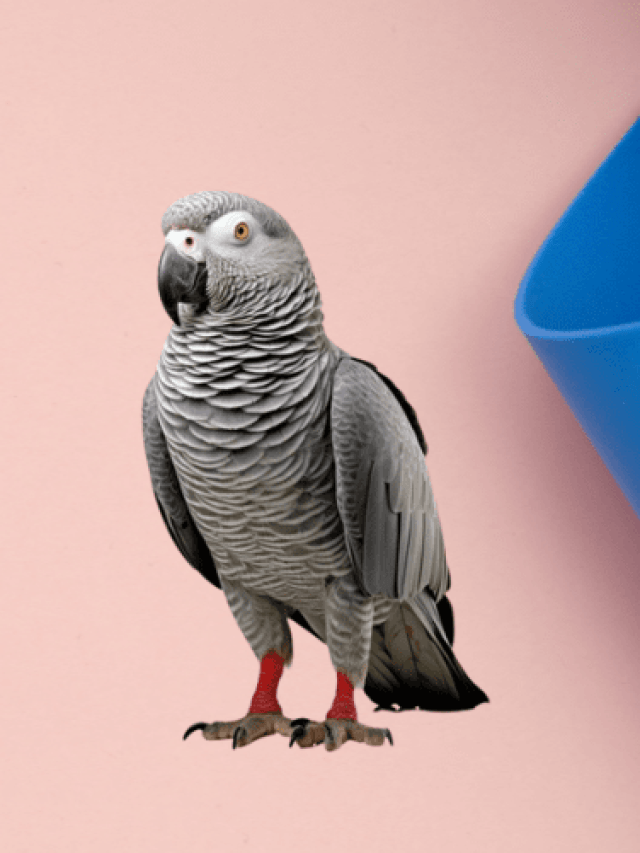 5 best toys for your African grey parrot