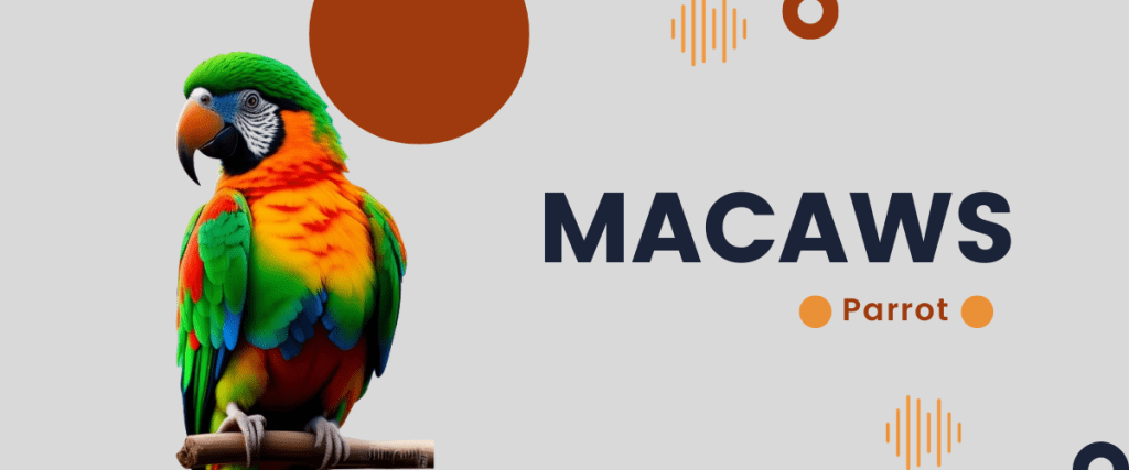 Macaws-parrot